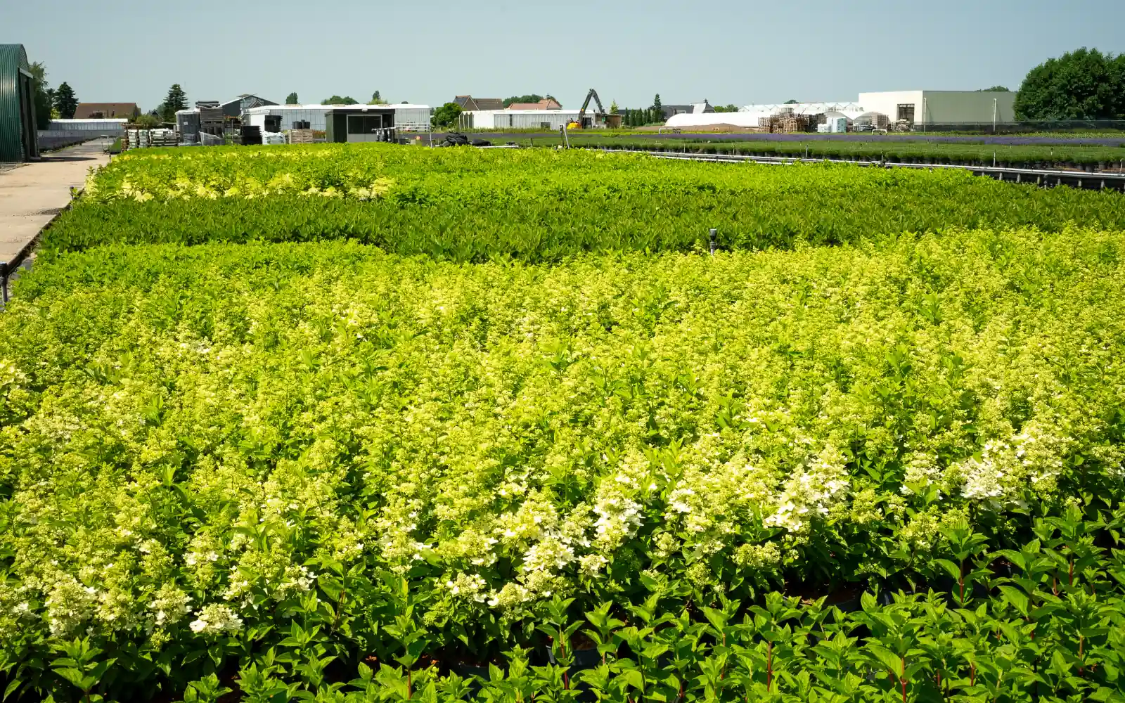 Bloeiende sierheesters op het containerveld van Stolwijk Plants