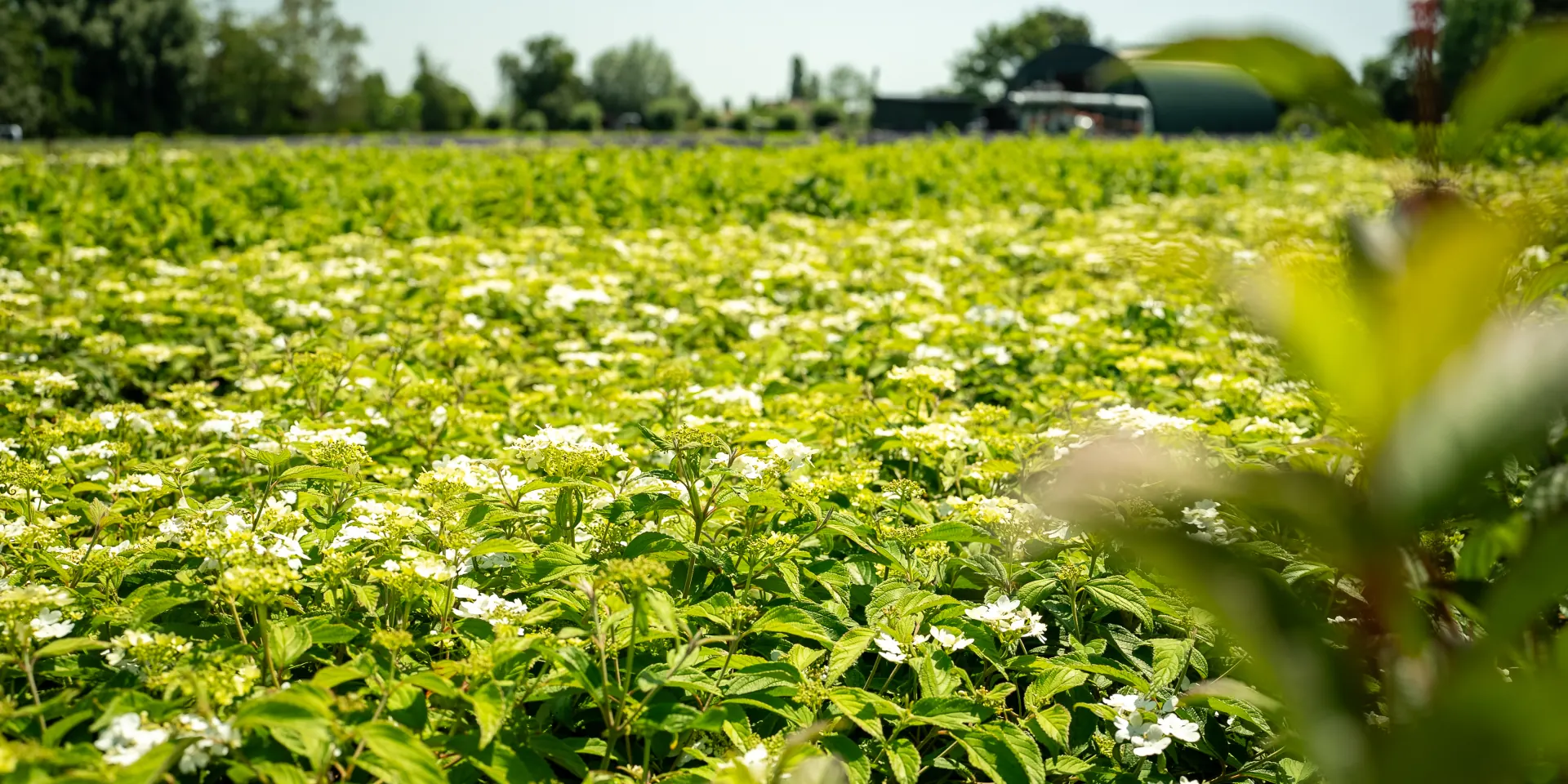 Bloeiende sierheesters op de kwekerij van Stolwijk Plants