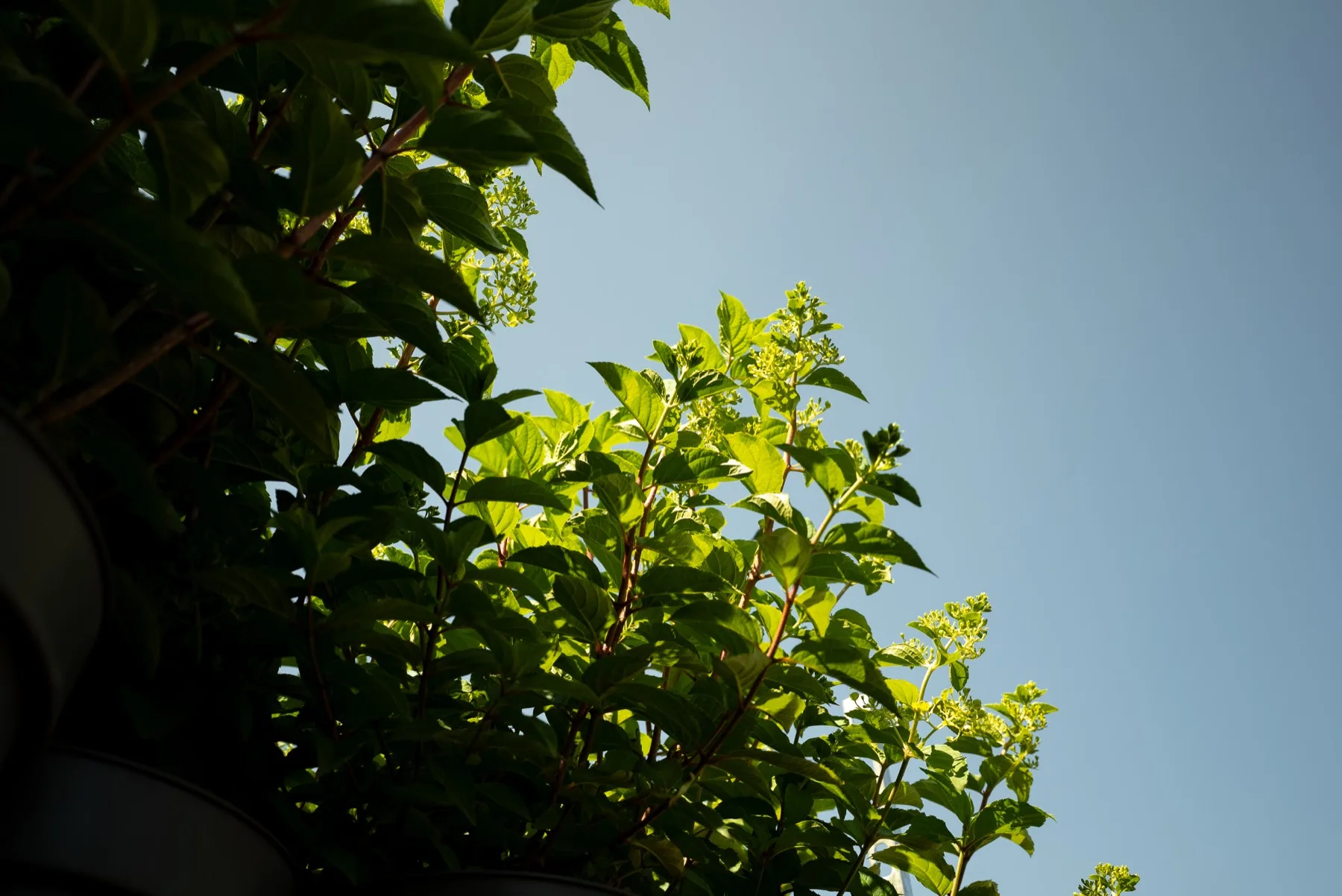 Diepgroene heesters bij Stolwijk Plants