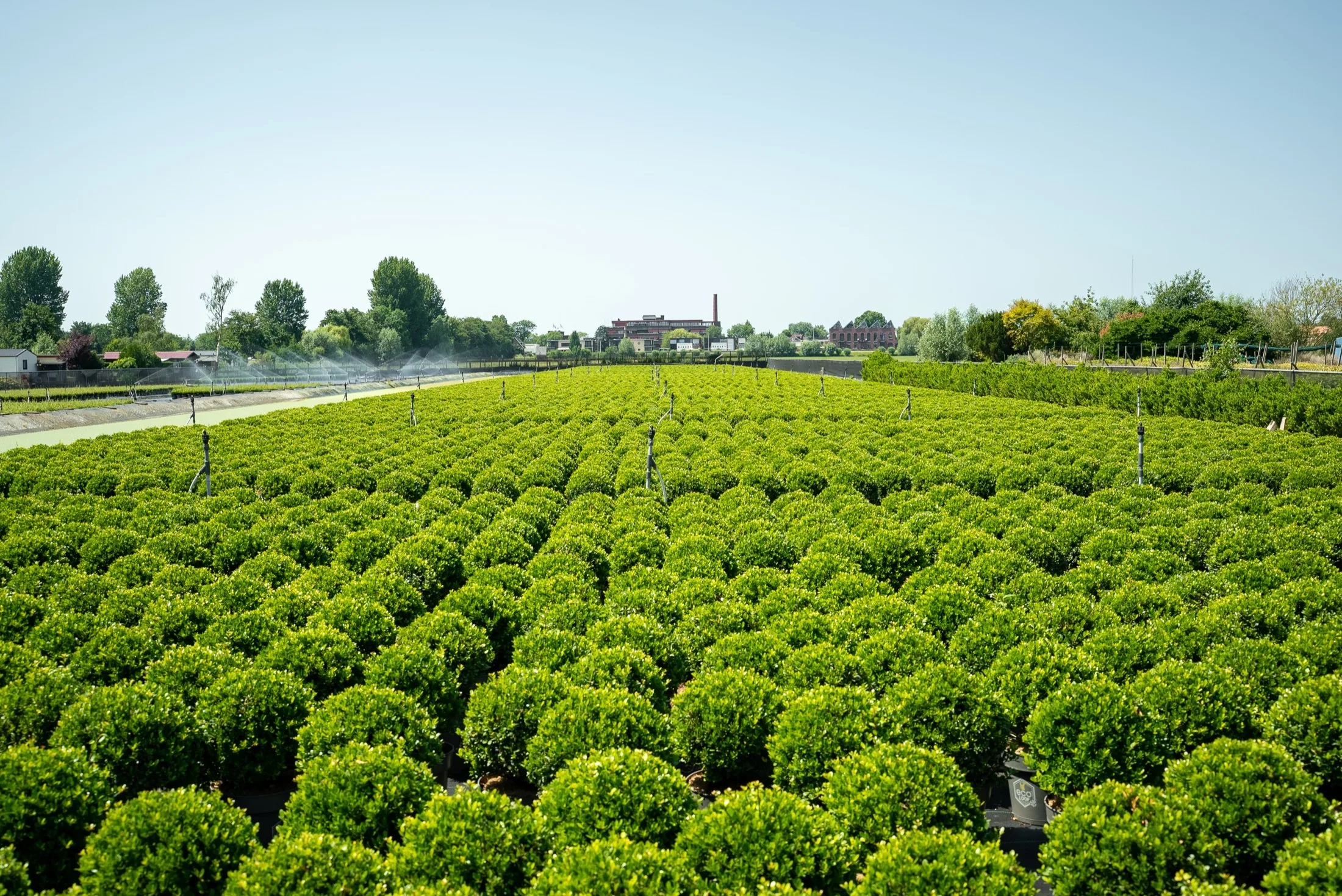 Groene heesters op het containerveld van Stolwijk Plants