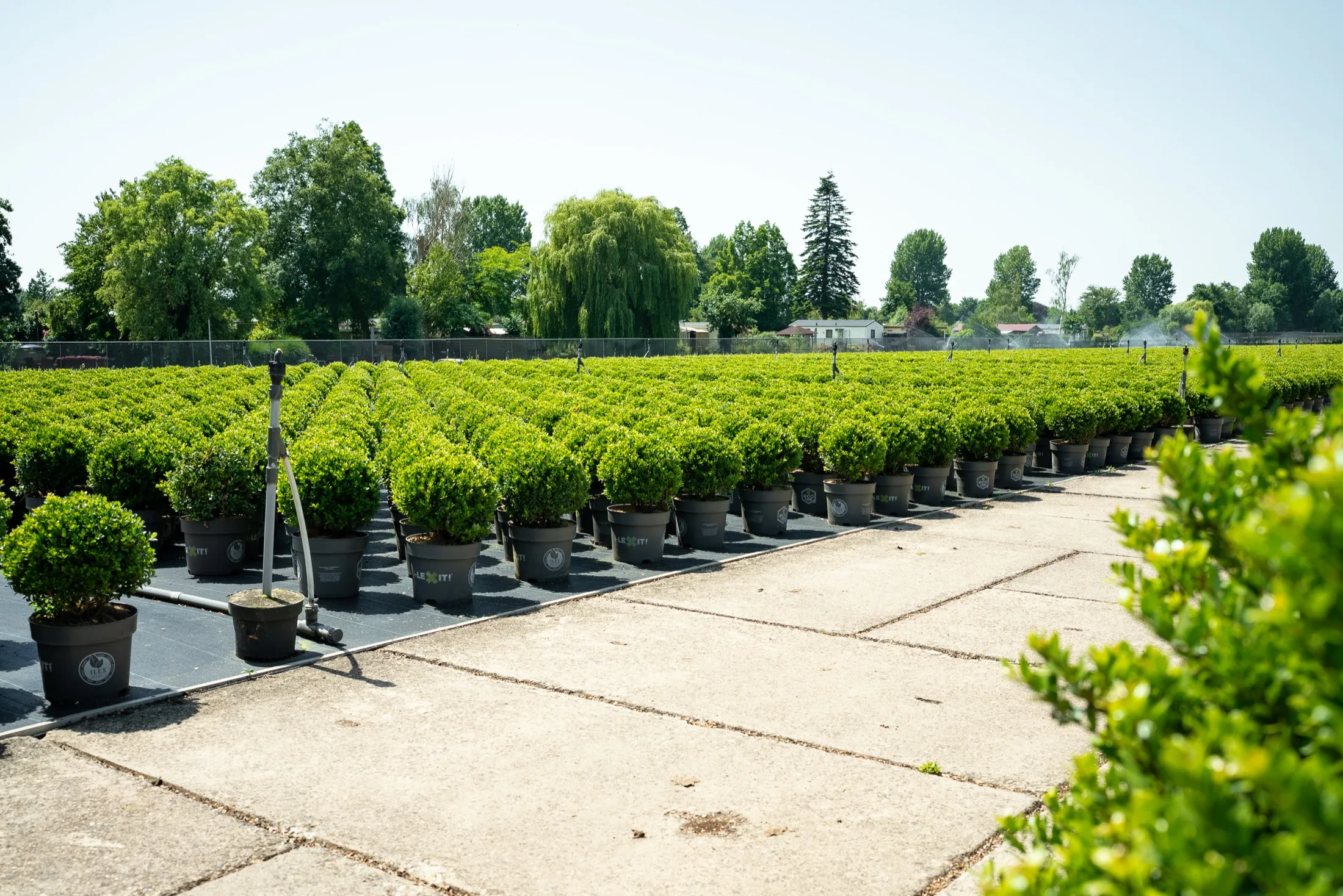 Ilex Dark Green op het containerveld van Stolwijk Plants
