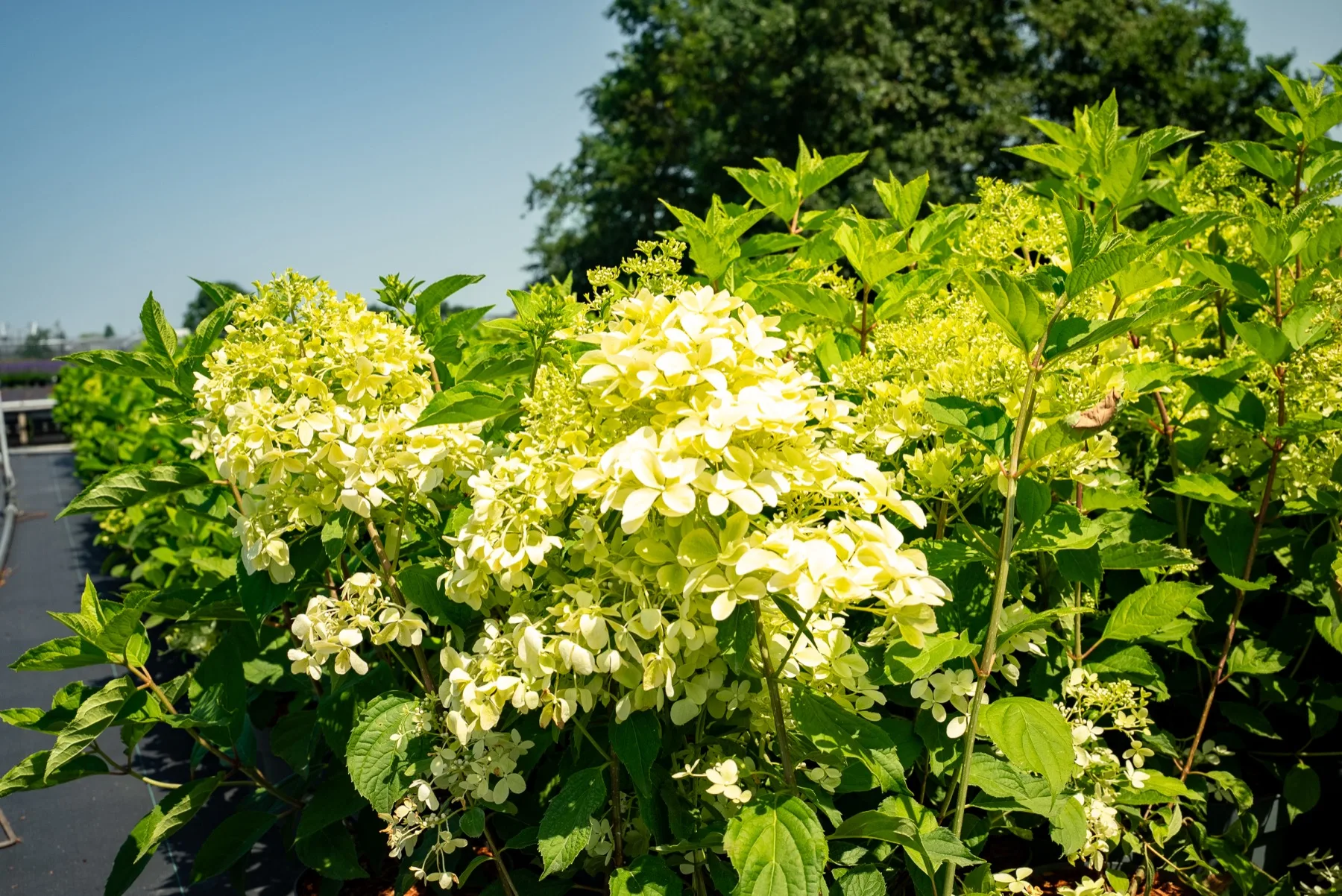 Hydrangea in potten op de kwekerij in Reeuwijk