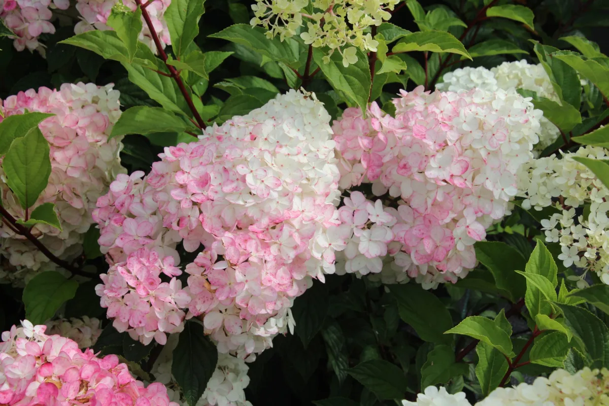 Vanille Fraise hydrangea in bloei bij Stolwijk Plants