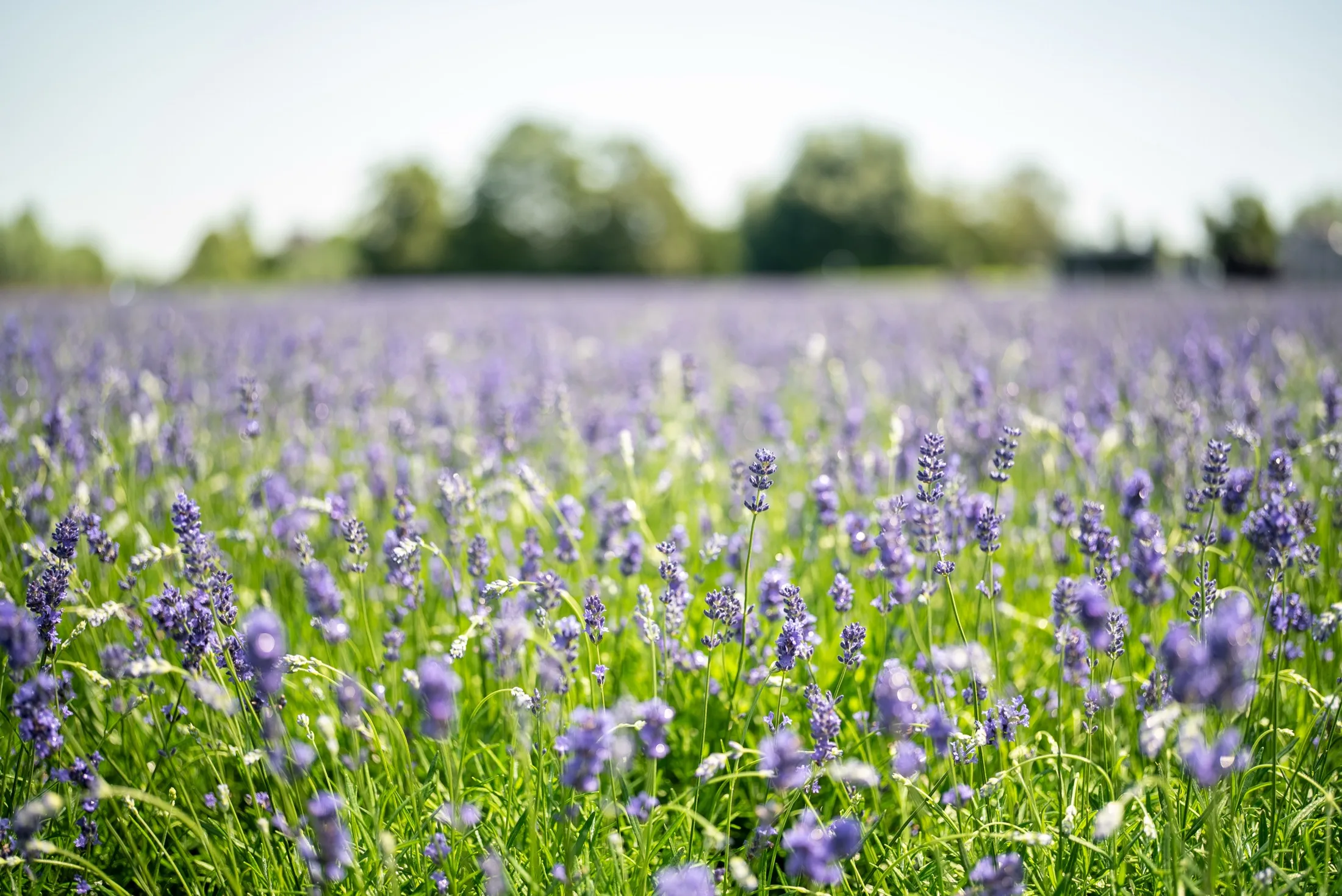 Lavendel in bloei op het containerveld