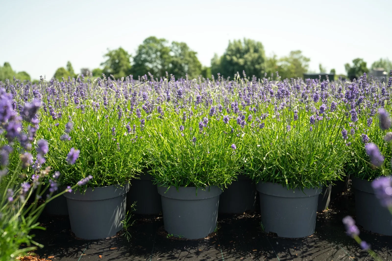 Lavendelplanten op het containerveld van Stolwijk Plants