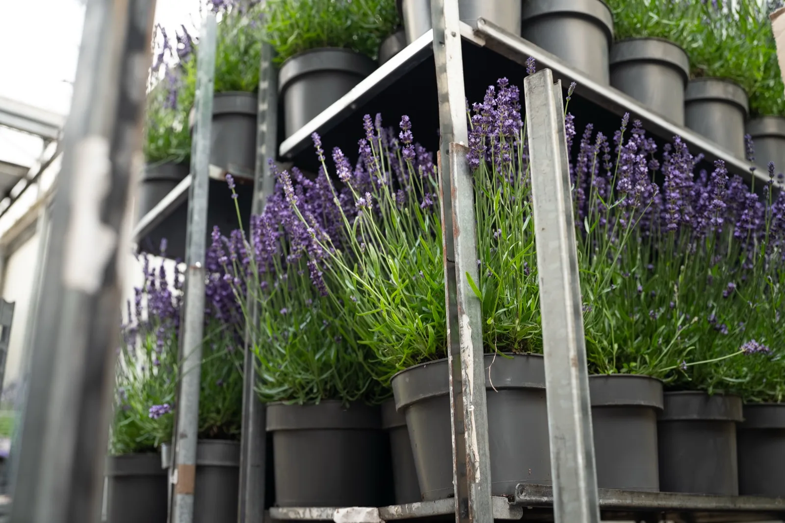 Lavendelplanten op karren bij Stolwijk Plants