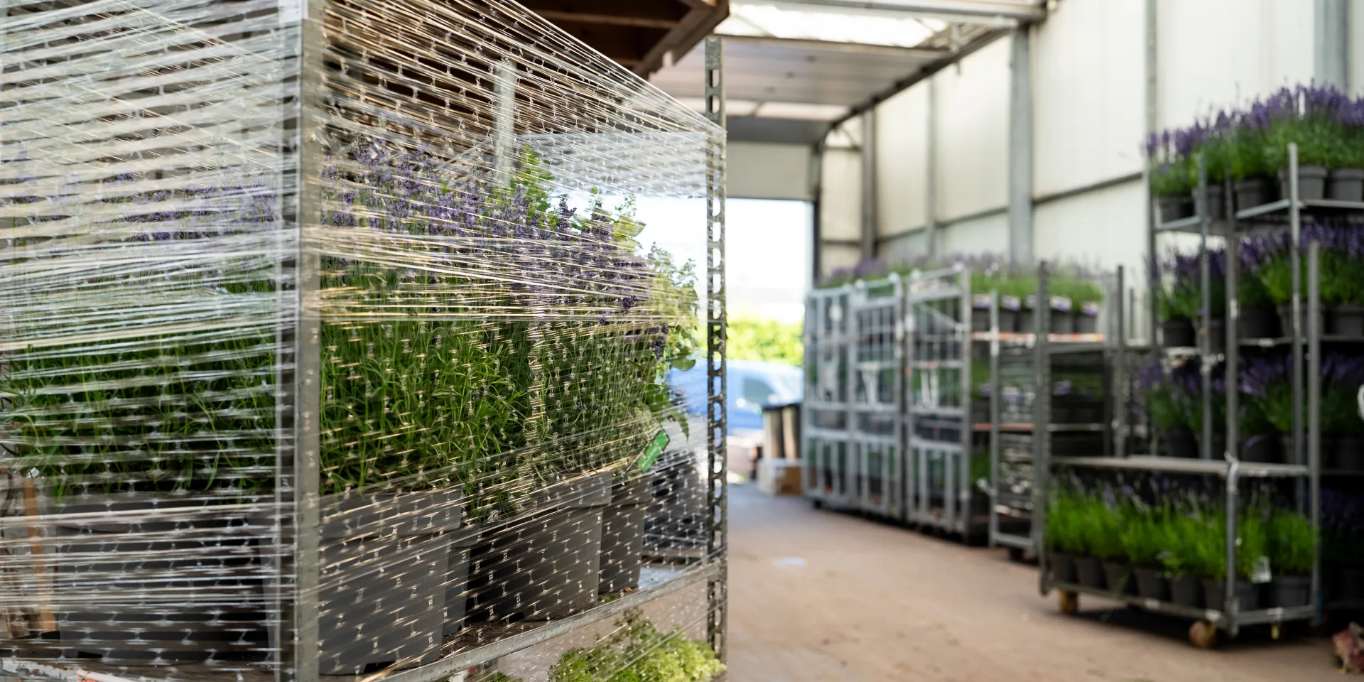Lavendel op transportkarren in de loods van Stolwijk Plants