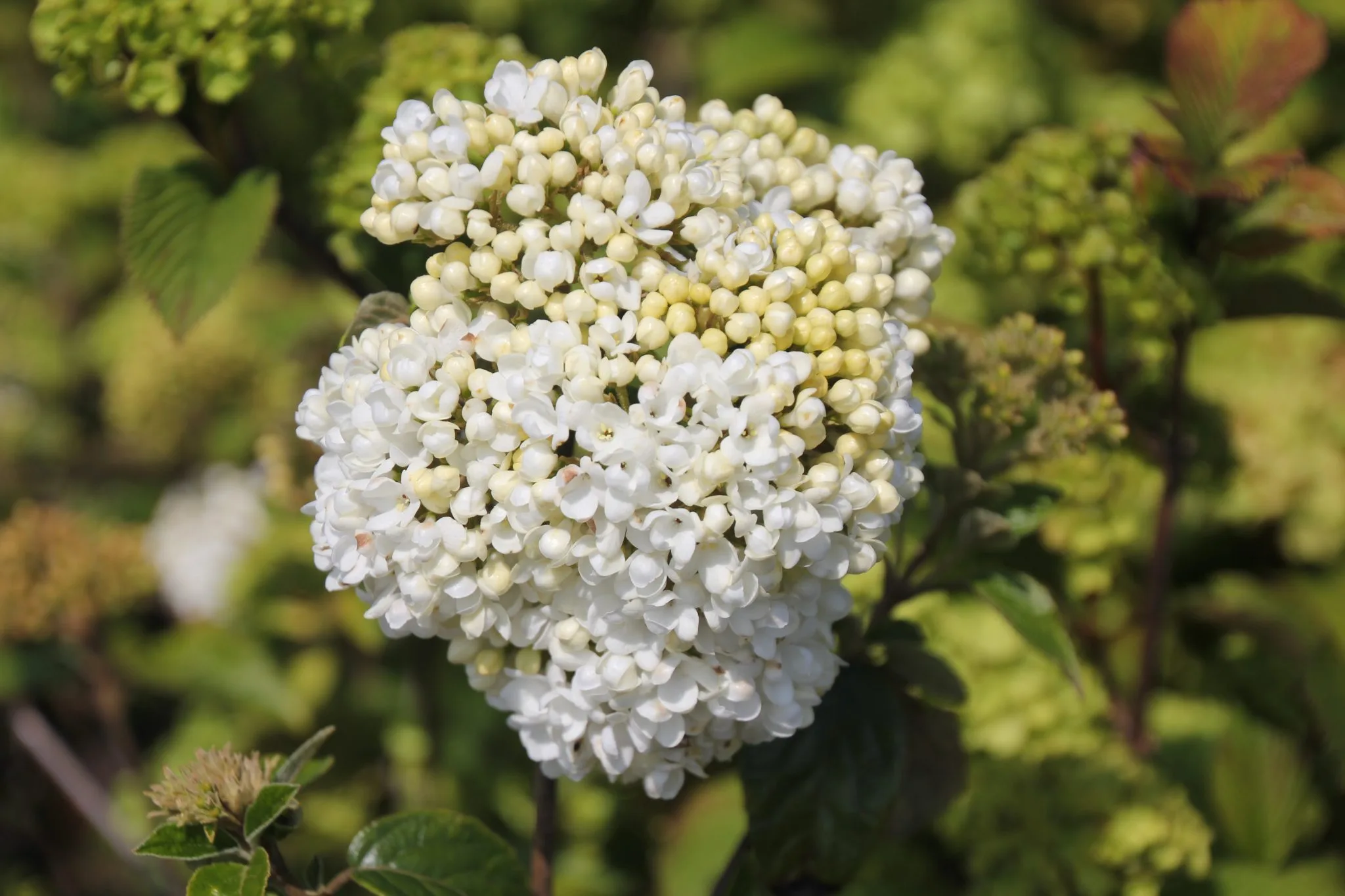 Viburnum Eskimo in bloei bij Stolwijk Plants